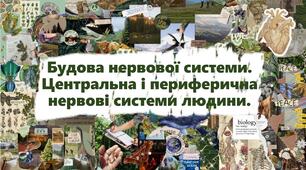 Будова нервової системи. Центральна і периферична нервові системи людини.