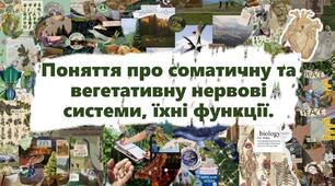 Поняття про соматичну та вегетативну нервові системи, їхні функції.