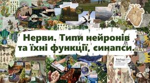 Нерви. Типи нейронів та їхні функції, синапси.