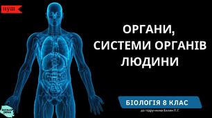 Органи,  системи органів людини
