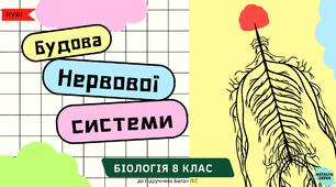 Будова нервової системи людини