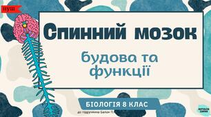 Спинний мозок