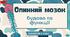 Спинний мозок