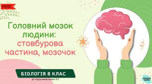 Головний мозок людини:  стовбурова частина, мозочок