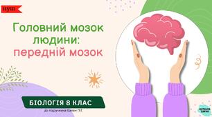 Головний мозок людини:  передній мозок