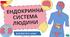 Ендокринна система людини