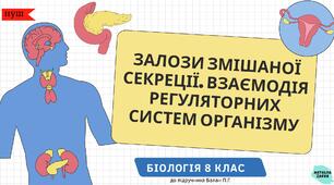 Залози змішаної секреції. Взаємодія регуляторних систем організму