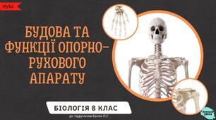 Будова та функції опорно-рухового апарату