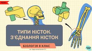 Типи кісток. З’єднання кісток