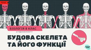 Будова скелета та його функції