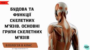 Будова та функції скелетних м’язів. Основні групи скелетних м’язів