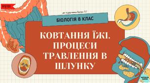 Ковтання їжі.  Процеси травлення в шлунку