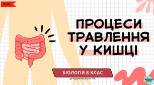 Процеси травлення у кишці