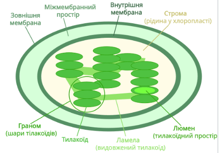 080189y0-986e-452x316.png