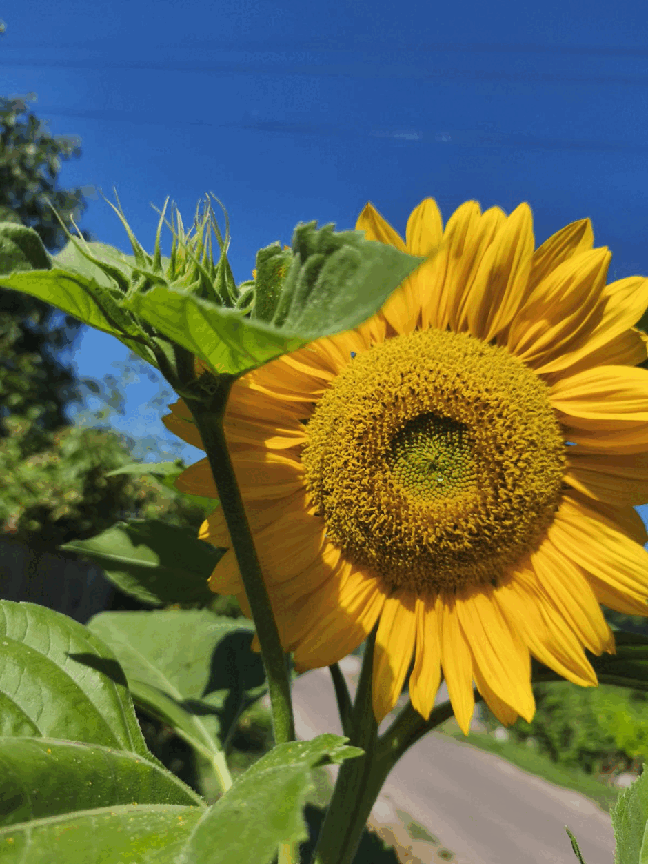 08018aer-6fd8-940x1253.png