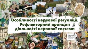 Особливості нервової регуляції. Рефлекторний принцип діяльності нервової системи
