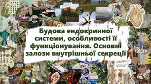 Будова ендокринної системи, особливості її функціонування. Основні залози внутрішньої секреції