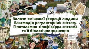 Залози змішаної секреції людини.Взаємодія регуляторних систем. Гіпоталамно-гіпофізарна система та її біологічне значення