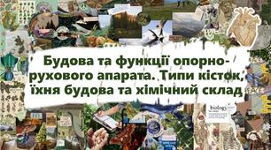 Будова та функції опорно-рухового апарата. Типи кісток, їхня будова та хімічний склад