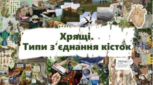 Хрящі. Типи з’єднання кісток