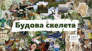 Будова скелета