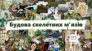 Будова скелетних м’язів