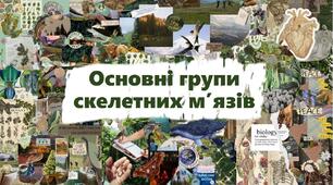 Основні групи скелетних м’язів
