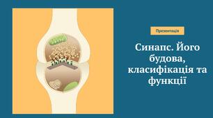 Синапс. Його будова, класифікація та функції