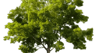 Календарно-тематичне планування з ЯДС 3 клас Жаркова І.І., Мечник Л.М., Роговська Л.І. я досліджую світ, з очікуваними результатами та ключовими ключовими компетентностями 3 клас ІІ семестр (3 години)