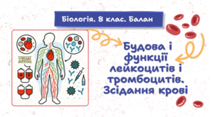 Будова і функції лейкоцитів і тромбоцитів. Зсідання крові.8 клас НУШ