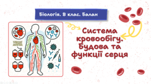 Система кровообігу. Будова та функції серця. 8 клас НУШ