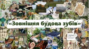 «Зовнішня будова зубів»