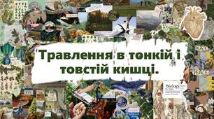 Травлення в тонкій і товстій кишці.