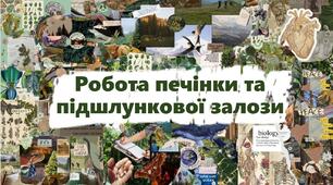 Робота печінки та підшлункової залози