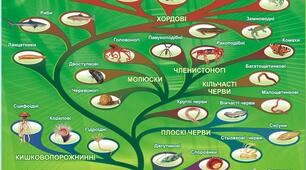 § 8. Створення систем живих організмів