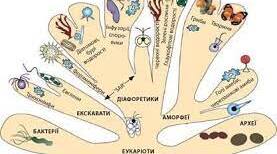 § 12. Сучасна система живого світу