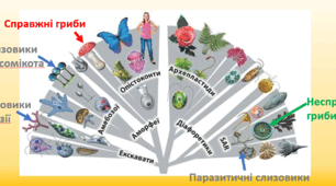§ 17. Гриби та грибоподібні організми