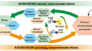 § 15. Обмін речовин та енергії