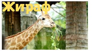 Вікторина про тварин