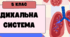 Дихальна система (5 клас)
