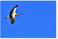 080193ii-20d6-192x129.png
