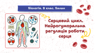 Серцевий цикл. Нейрогуморальна регуляція роботи серця. 8 клас НУШ