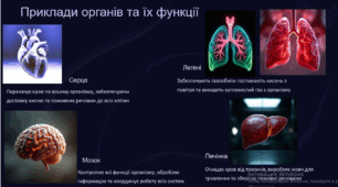 Органи. Фізіологічні та функціональні системи органів