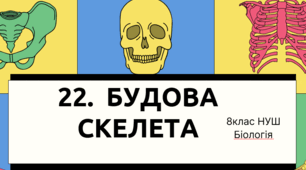 Презентація  до уроку  «§22. Будова скелета»     8 клас НУШ