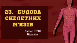 Презентація  до уроку  «§23. Будова скелетних м’язів»     8 клас НУШ