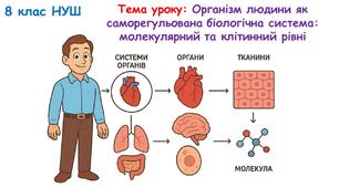Презентація з біології 8 клас НУШ: Організм людини як саморегульована біологічна система: молекулярний та клітинний рівні.