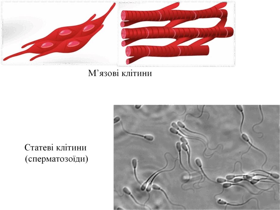 08019uvp-271e-940x705.png