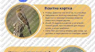 Інфографіка "Птах року - 2025: Крутиголовка звичайна"