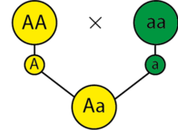 0801a6mj-0f63-196x144.png