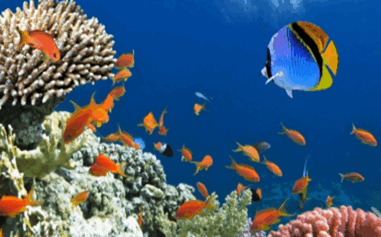 0801aa8s-bfde-381x237.png